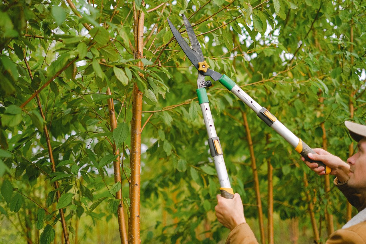 Oasis Tree trimming a tree